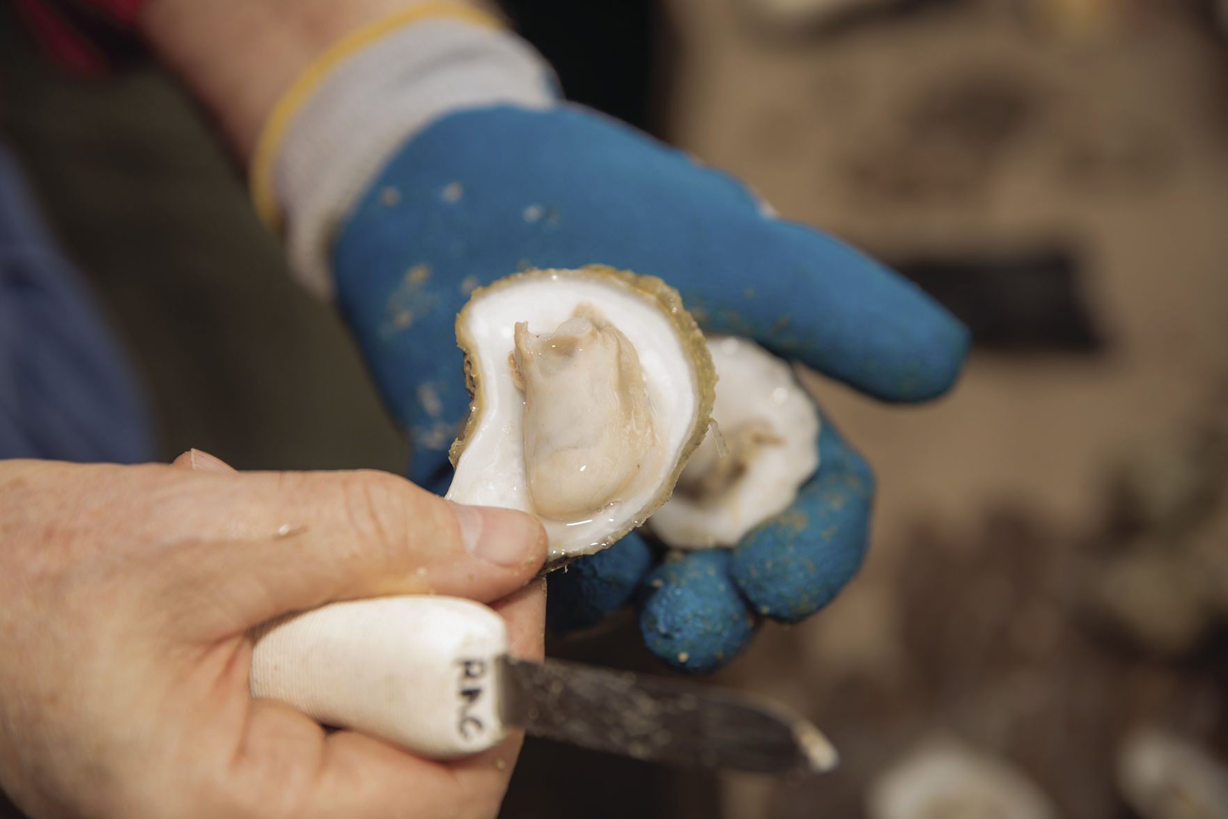 St Simons Land Trust Oyster Roast 2019 - Chris Moncus Photography - 0043 - 2929 (3).jpg
